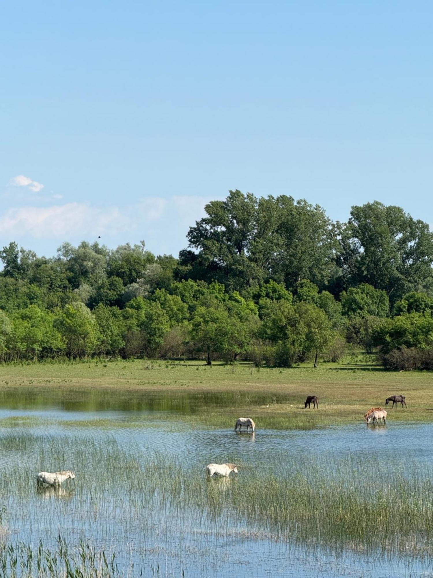 Lake Skadar Paradise Dodosi المظهر الخارجي الصورة